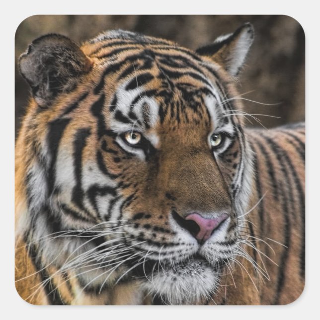 Sticker Carré Superbe visage sauvage de tigre (Devant)