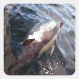 Sticker Carré Surfaçage commun des dauphins