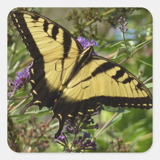 Sticker Carré Swallowtail sur Butfly Bush (Devant)