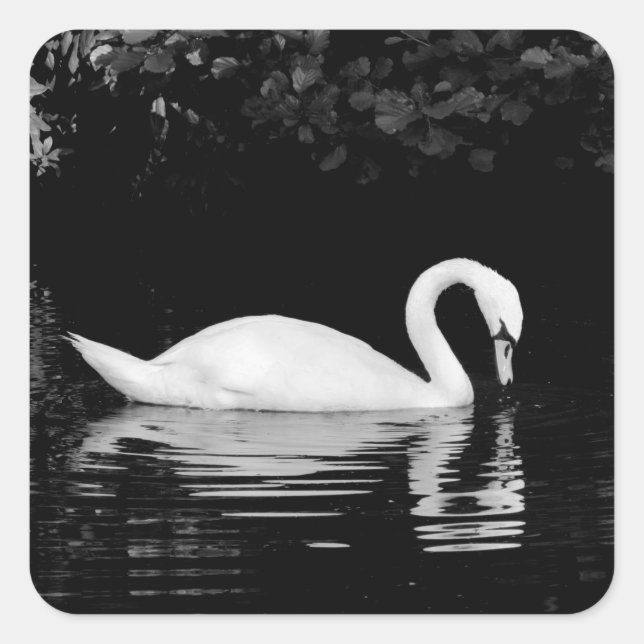 Sticker Carré Swan, Roath Park, Cardiff. (Devant)