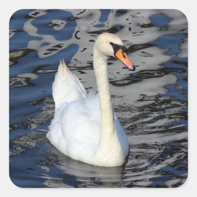 Sticker Carré Swan sur un lac (Devant)