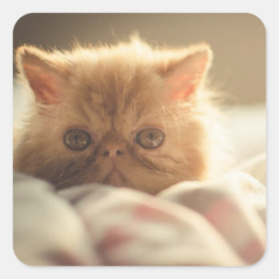 Sticker Carré Sweet kitty rester chaud