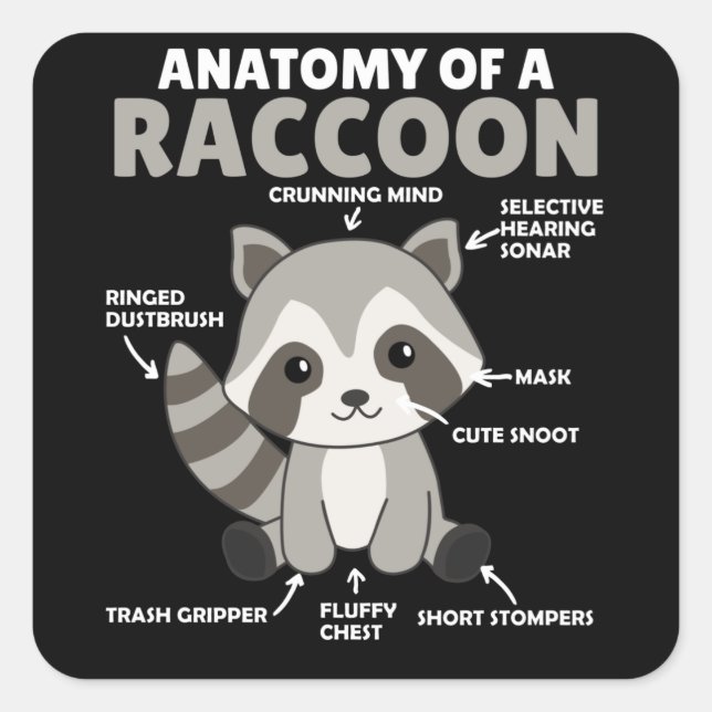 Sticker Carré Sweet Raccoon Explication Anatomie D'Un Raccoon (Devant)