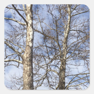 Sticker Carré Sycamore Trees dans un ciel d'hiver —