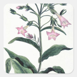 Sticker Carré Tabac