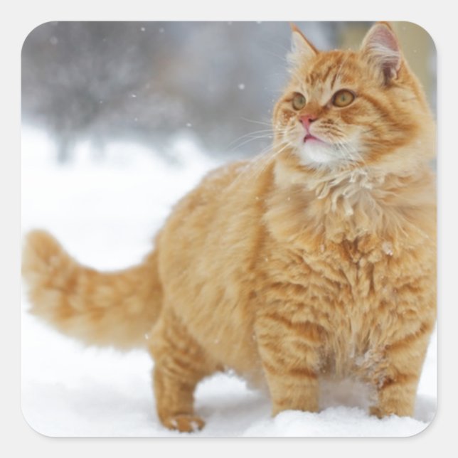 Sticker Carré Tabby orange dans la neige (Devant)