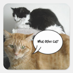 Sticker Carré Tabby orange et chats noirs et blancs