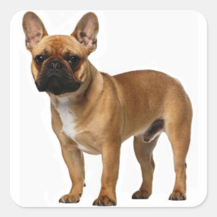 Sticker Carré Tan French Bulldog Brown / Chien à chiots noirs