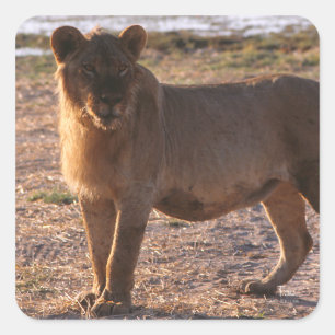 Sticker Carré Tau, Lion, Photo