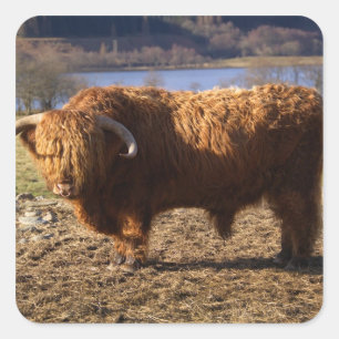 Sticker Carré Taureau Highland Cattle, Écosse