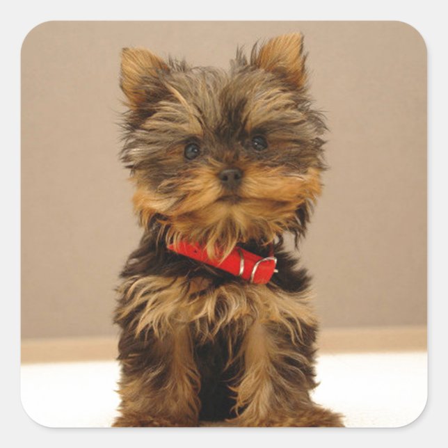 Sticker Carré Terrier Puppy du Yorkshire (Devant)