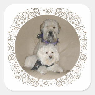 Sticker Carré Terrier Wheaten et Havanais