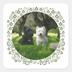 Sticker Carré Terriers écossais et West Highland Greenwood
