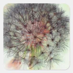 Sticker Carré Tête de semence Dandelion