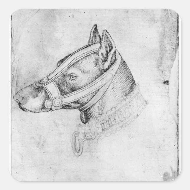 Sticker Carré Tête d'un chien muselé (Devant)