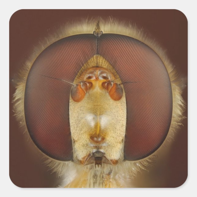 Sticker Carré Tête et yeux composés d'une mouche (Devant)