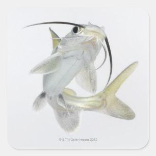 Sticker Carré Tete poisson de mer (Hexanematichthys seemanni)