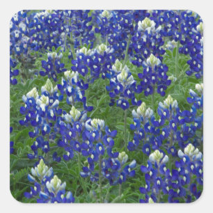 Sticker Carré Texas Bluebonnets Field Photo