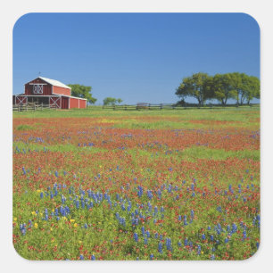 Sticker Carré Texas, Texas Hill Country, Castilleja indivisa