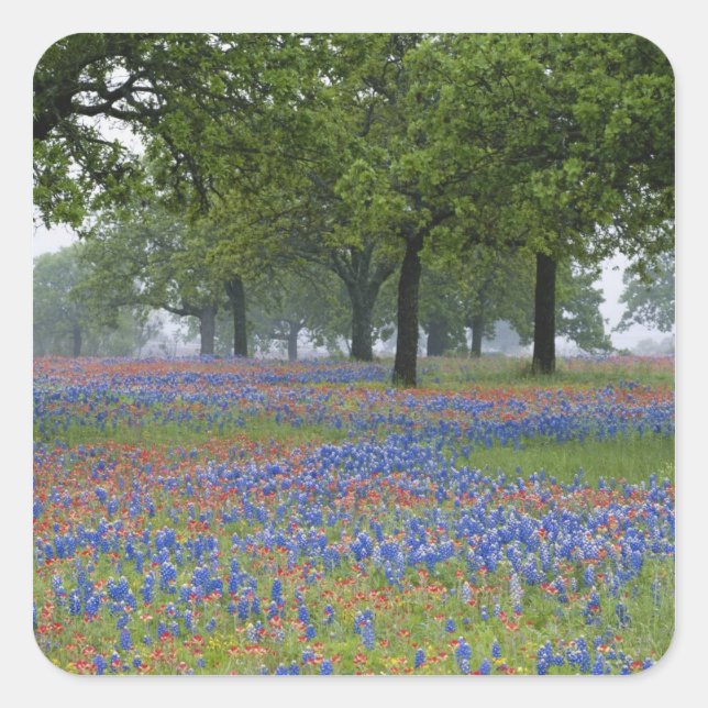Sticker Carré Texas, Texas Hill Country, Texas Paintbrush (Devant)