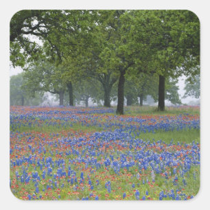 Sticker Carré Texas, Texas Hill Country, Texas Paintbrush et