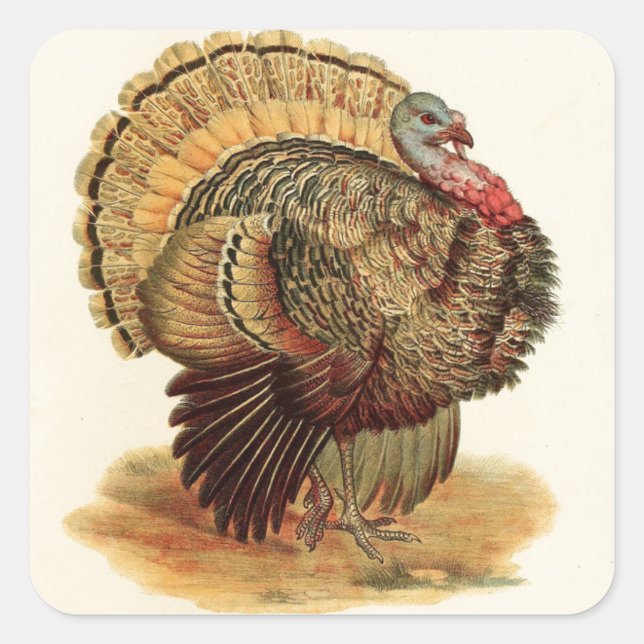Sticker Carré Thanksgiving antique d'illustration de la Turquie (Devant)