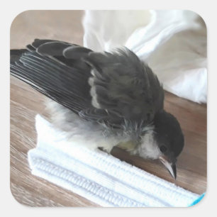 Sticker Carré Tidi my Bird le Parus Major