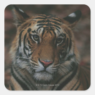 Sticker Carré Tiger
