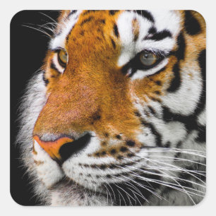 Sticker Carré Tigre