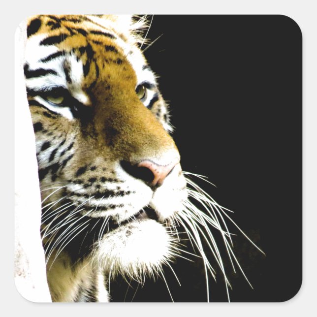 Sticker Carré Tigre (Devant)