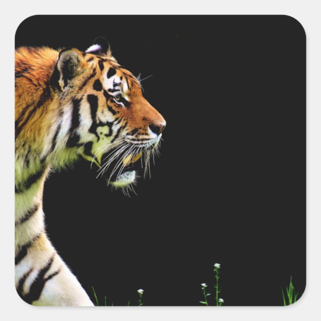 Sticker Carré Tigre approchant - Oeuvres d'art d'animaux sauvage (Devant)