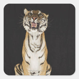 Sticker Carré Tigre assis sur la plateforme