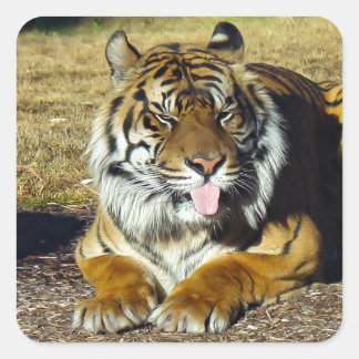 Sticker Carré Tigre avec une attitude