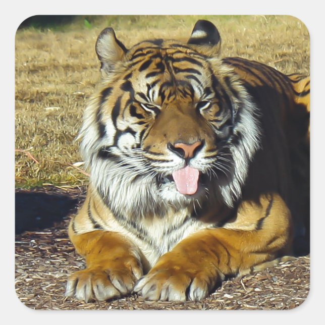 Sticker Carré Tigre avec une attitude (Devant)