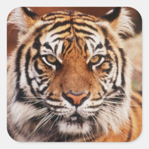 Sticker Carré Tigre de Sumatra