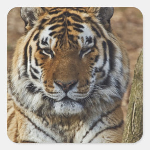Sticker Carré Tigre du Bengale, Panthera tigris, Zoo de Louisvil