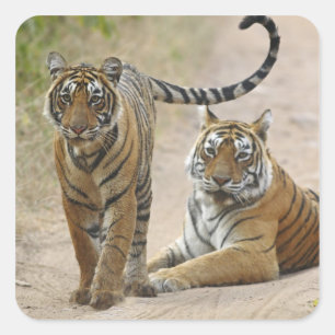 Sticker Carré Tigre du Bengale royal et jeune, Ranthambhor