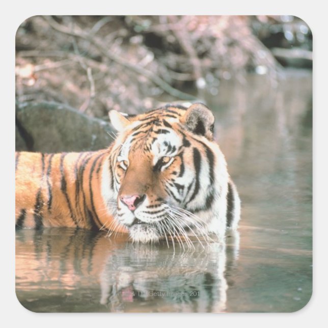 Sticker Carré Tigre en cours d'eau (Devant)