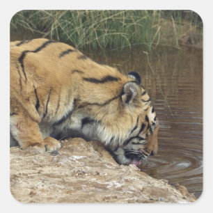Sticker Carré Tigre (Panthera tigris) lapping d'eau
