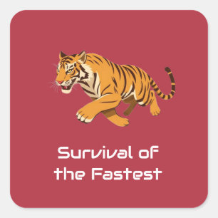 Sticker Carré Tigre – Survie du plus rapide