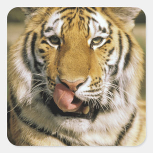Sticker Carré Tigre Zoo du Michigan