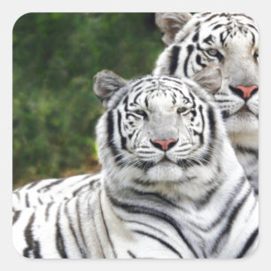 Sticker Carré Tigres blancs