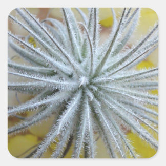 Sticker Carré Tillandsia tectorum