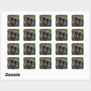 Sticker Carré Tiny Marmoset Titans Parmi les Branches,