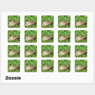 Sticker Carré Tortue