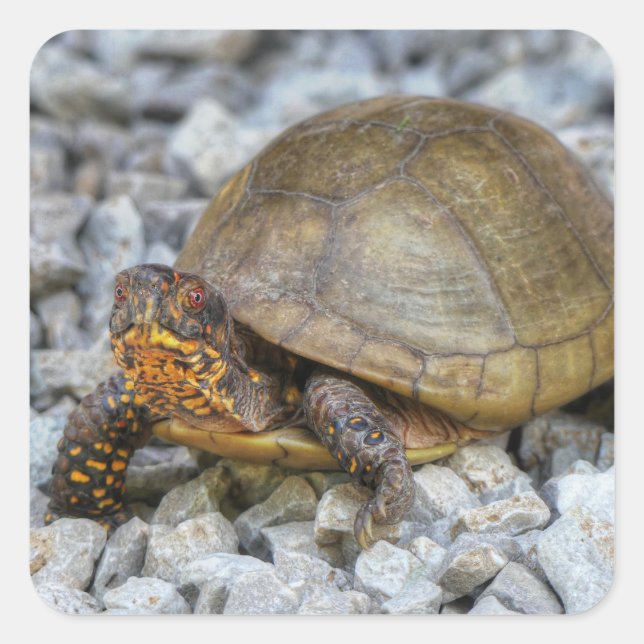 Sticker Carré Tortue (Devant)