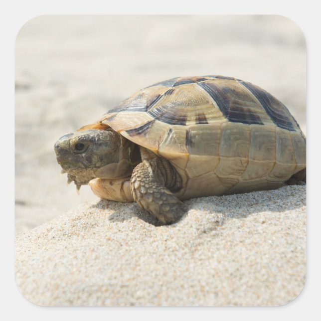 Sticker Carré Tortue (Devant)