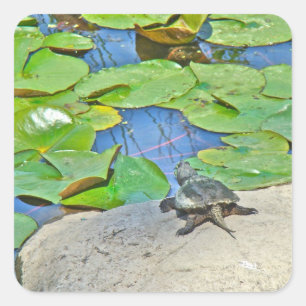 Sticker Carré Tortue commune - Chelydra serpentina