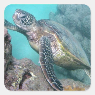 Sticker Carré Tortue de mer verte d'Hawaï