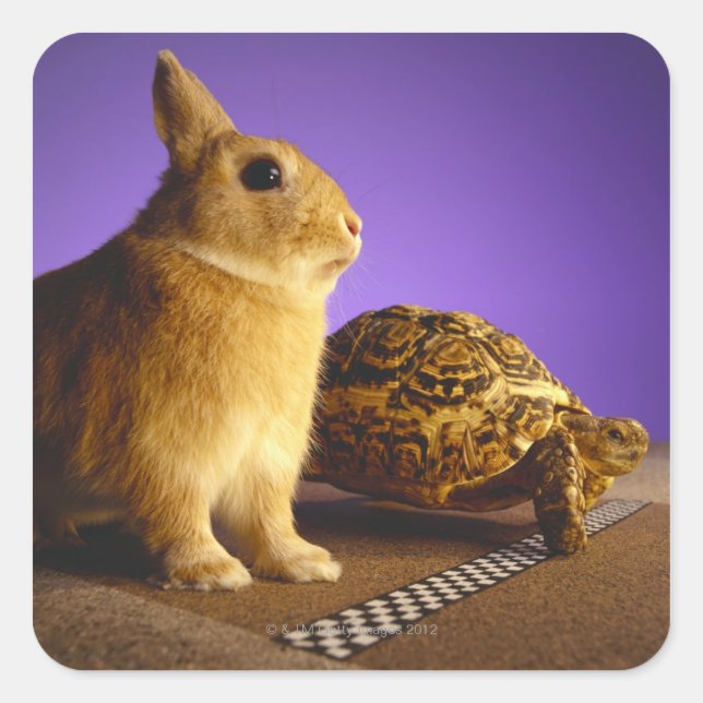 Sticker Carré Tortue et lièvre (Devant)